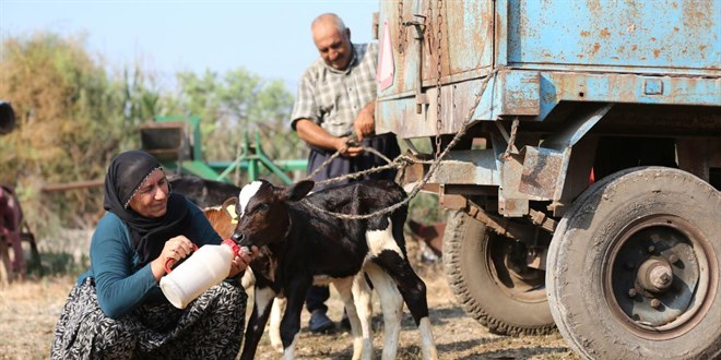 40 yıllık besici çiftin, 'yüz binde bir görülen' üçüz buzağı sevinci