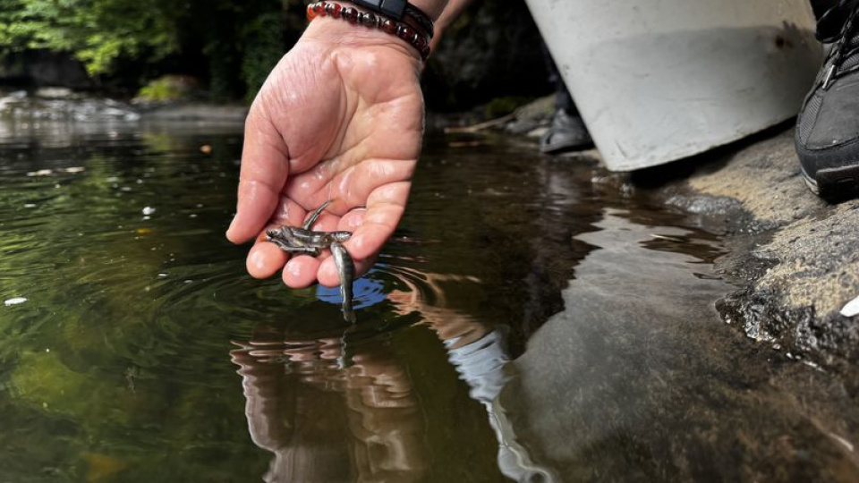 Orta Karadeniz'de derelere 21 yılda 1.1 milyon alabalık salındı
