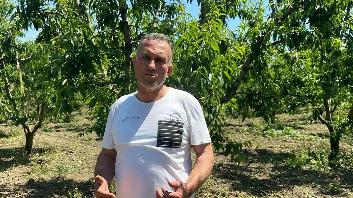 Bursa Ovası'nda dallarda üzüm salkımı gibi nektarin olunca "tekleme" uzun sürdü