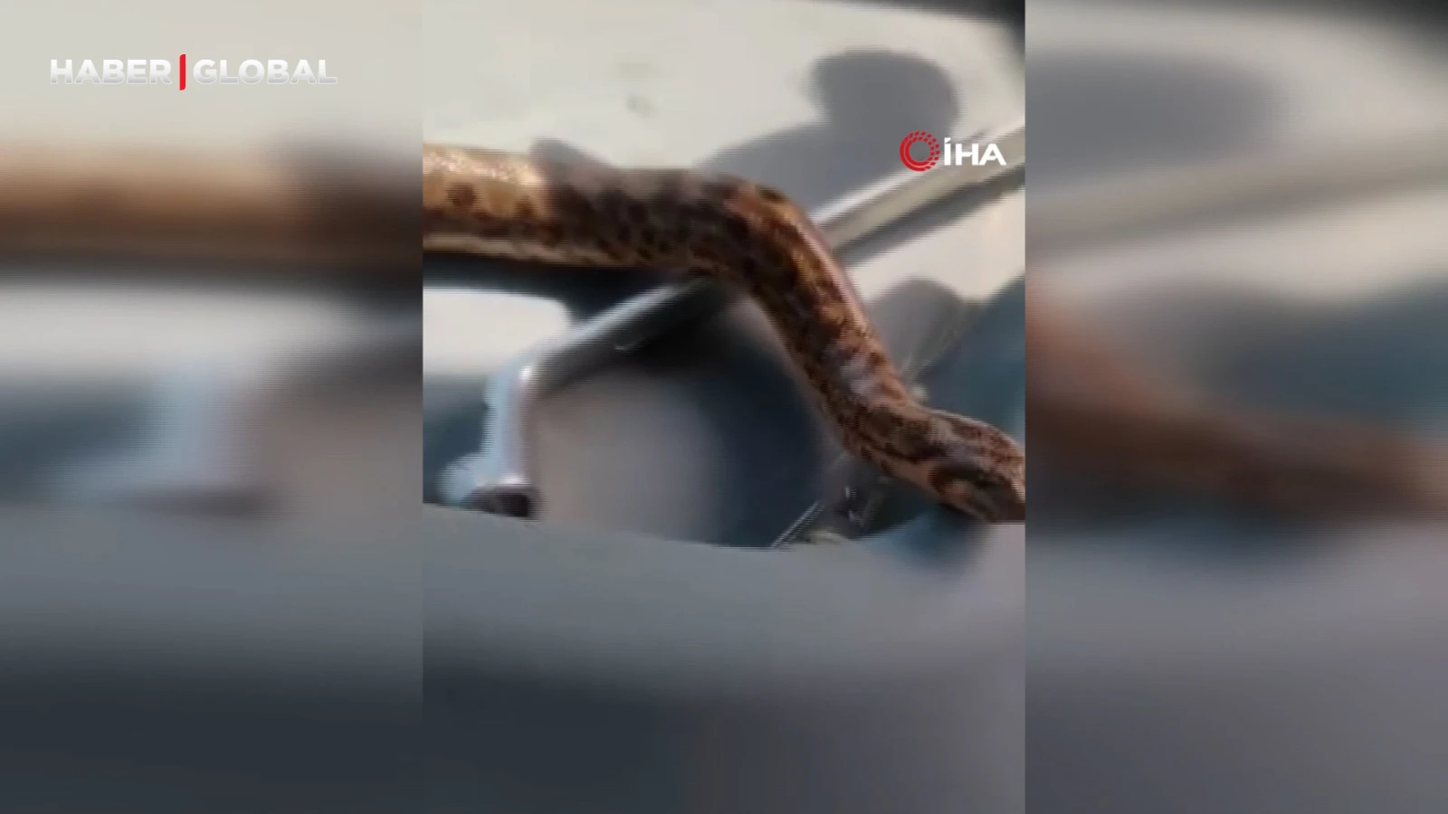 Elazığ’da vatandaş, yakaladığı yılanı traktörü ile gezdirdi: "Akıllı ol, birlikte takılacağız"