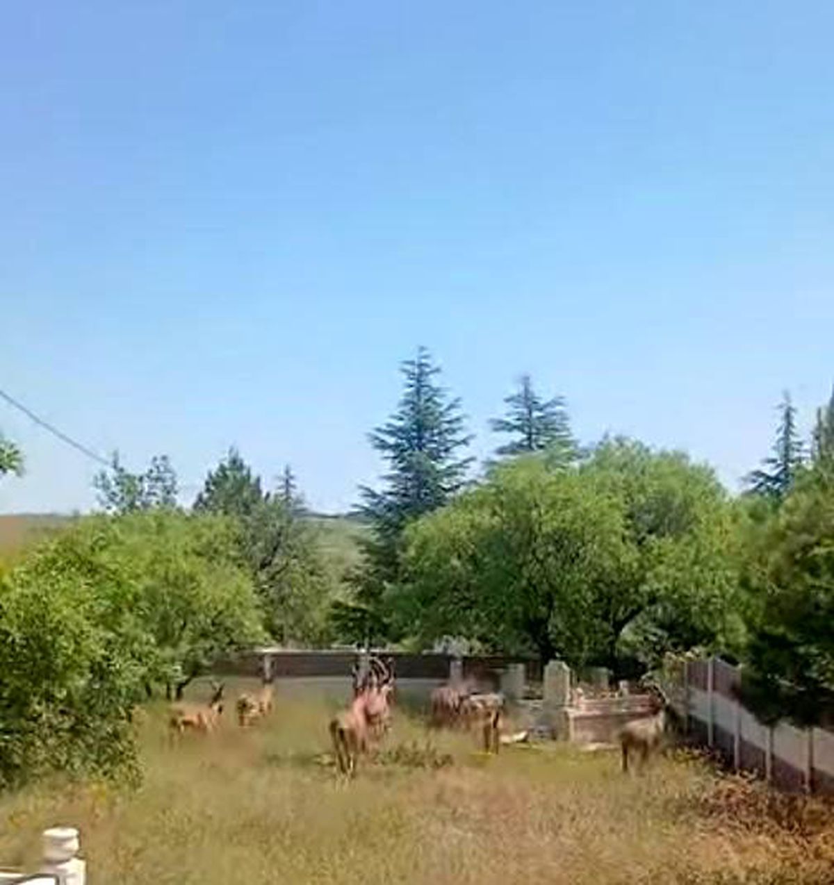 Koruma altındaki dağ keçileri Harput mezarlıklarında görüntülendi