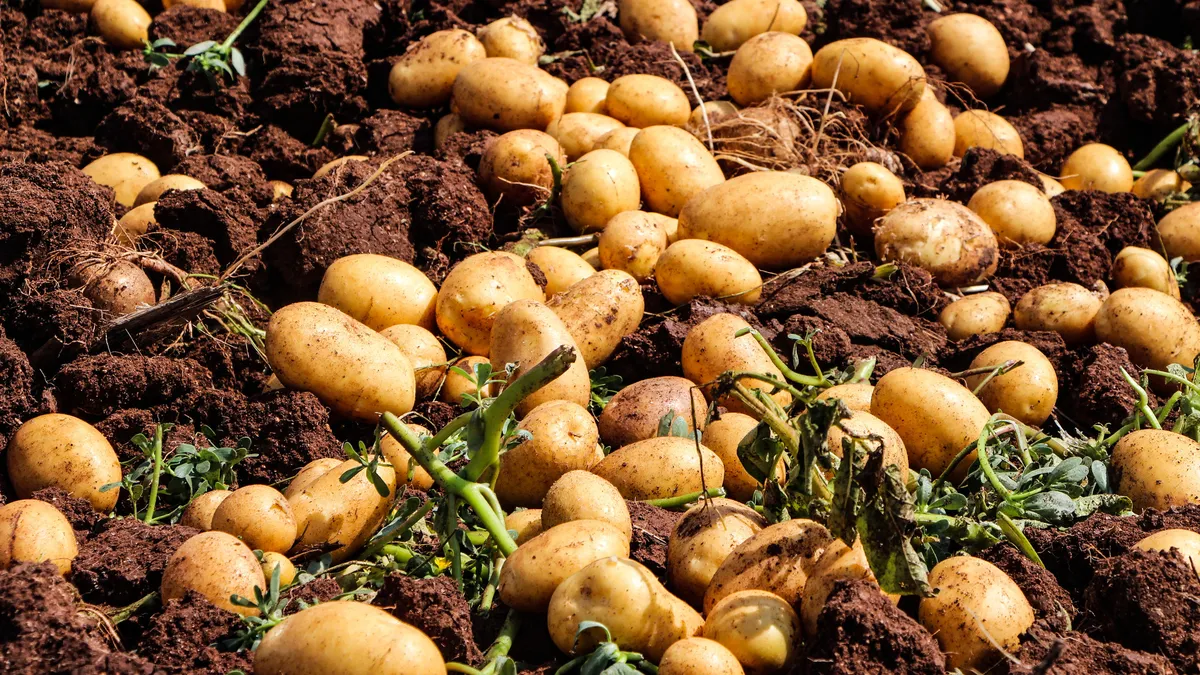 Adana'da patates hasadı; tarlada kilosu 20 TL'ye düştü