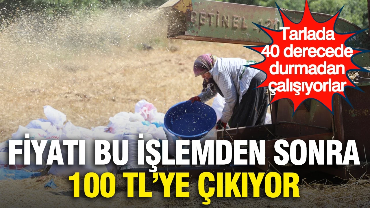 Fiyatı bu işlemden sonra 100 TL'ye çıkıyor: Tarlada 40 derecede durmadan çalışıyorlar