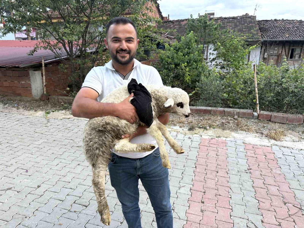Tokat'ta sağlık personelinden yaralı kuzuya tüm teşekküllü müdahale
