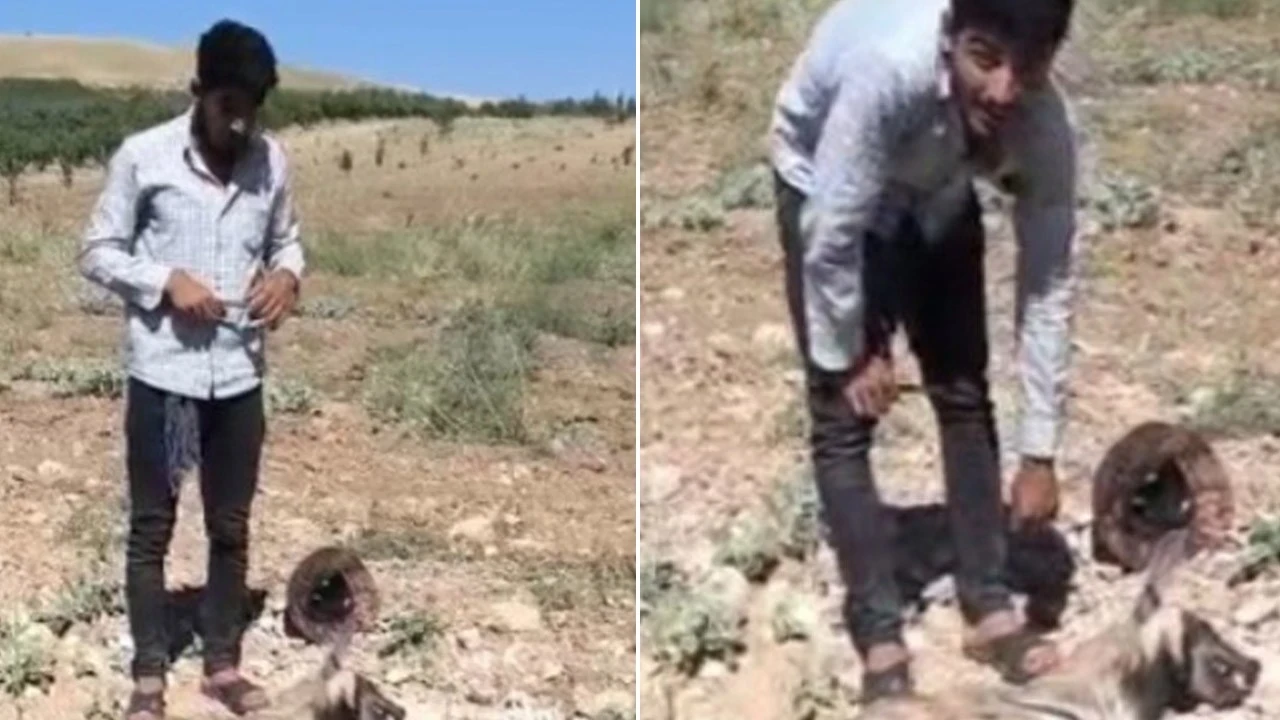 Şanlıurfa'da ağaçlarda aşılama çalışması yapan işçi fark etti! 1 tanesi toprak üzerinde yatıyordu