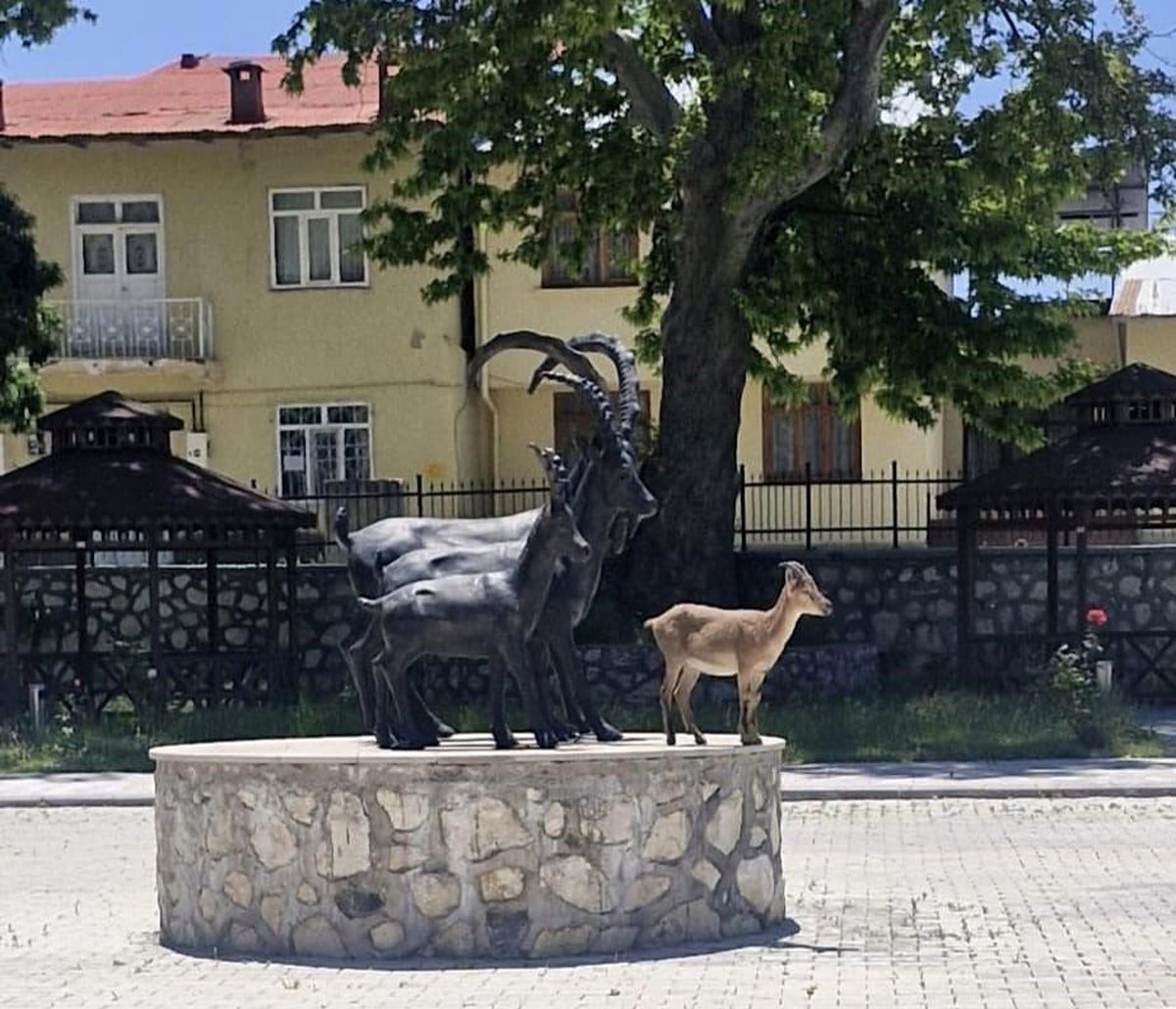 Çemişgezek'te tebessüm ettiren an: Gerçeği ve heykeli aynı karede