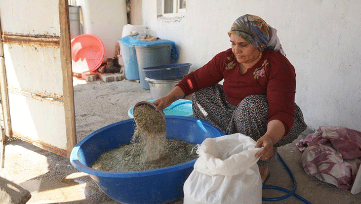 Eşsiz hazine! Bölgede büyük sevinç: 60 yaşındaki bir insan bu kadar bereketi ikinci kez görüyor
