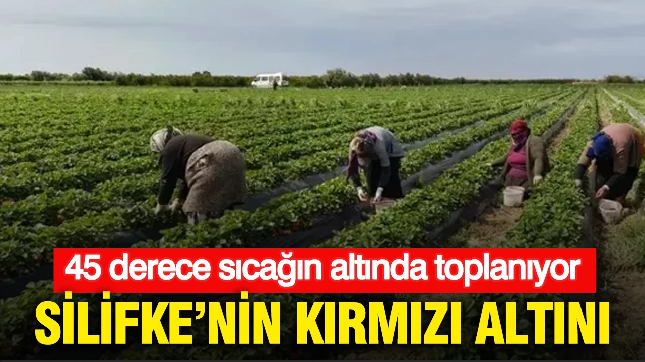 Silifke’nin kırmızı altını: 45 derece sıcağın altında toplanıyor