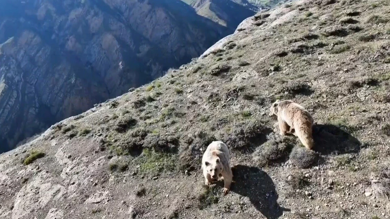 Erzincan'da ayı saldırısına uğrayan kişi ameliyata alındı