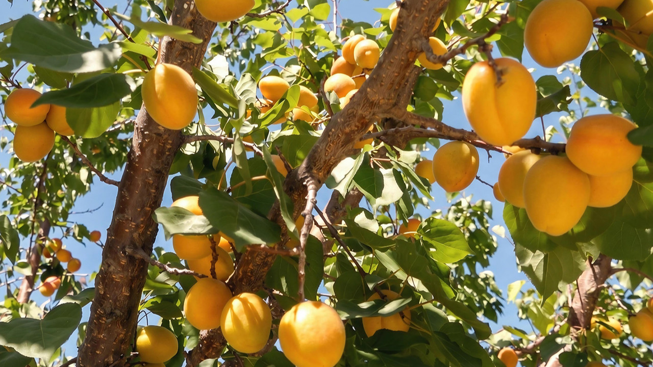 ‘Çiftçinin emeği yerde kalmasın’