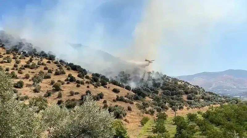 Aydın'da maki yangını