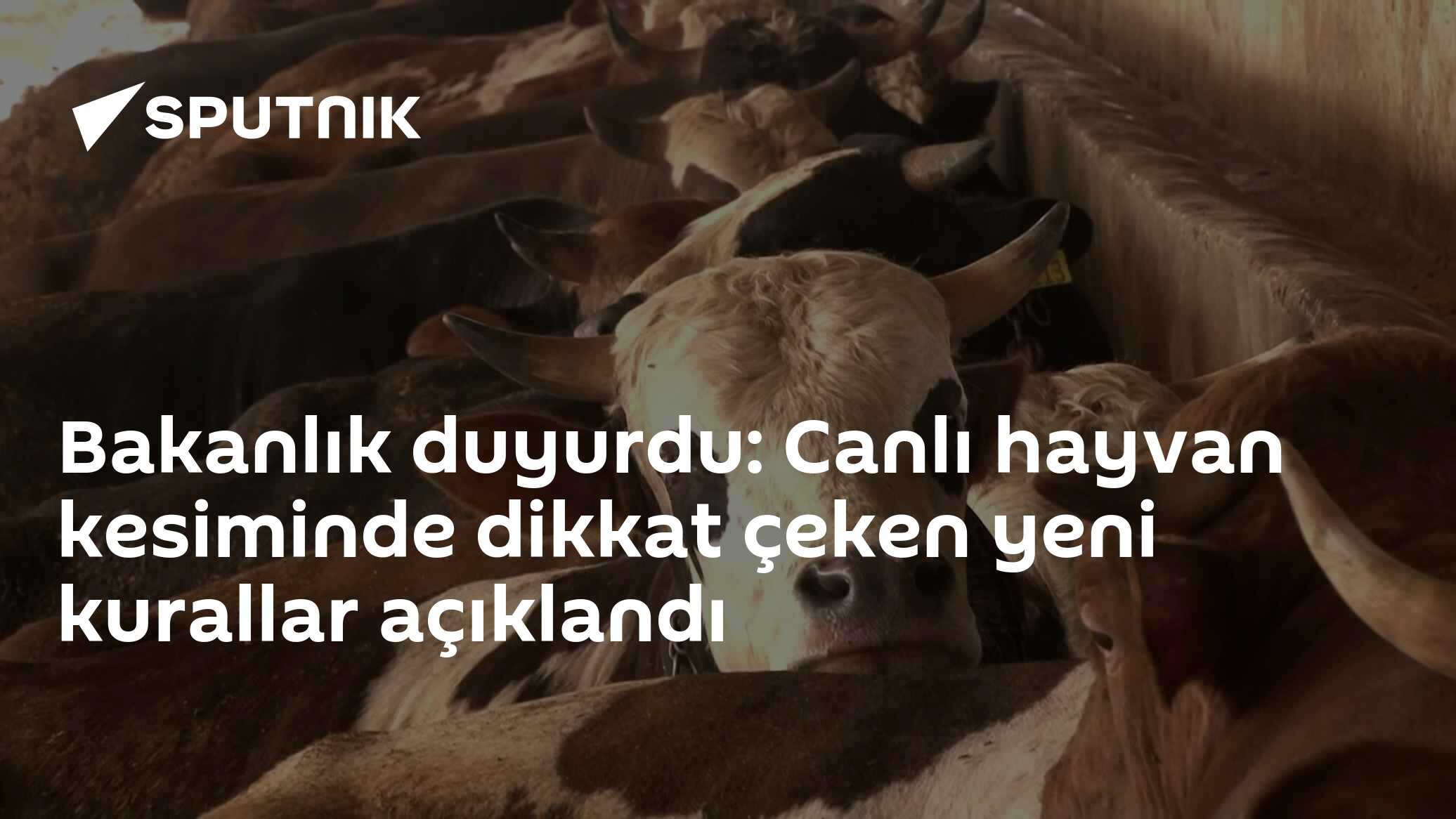 Bakanlık duyurdu: Canlı hayvan kesiminde dikkat çeken yeni kurallar açıklandı