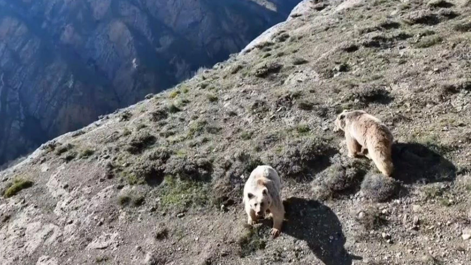 Erzincan'da ayı saldırısında yaralanan kişi ameliyata alındı