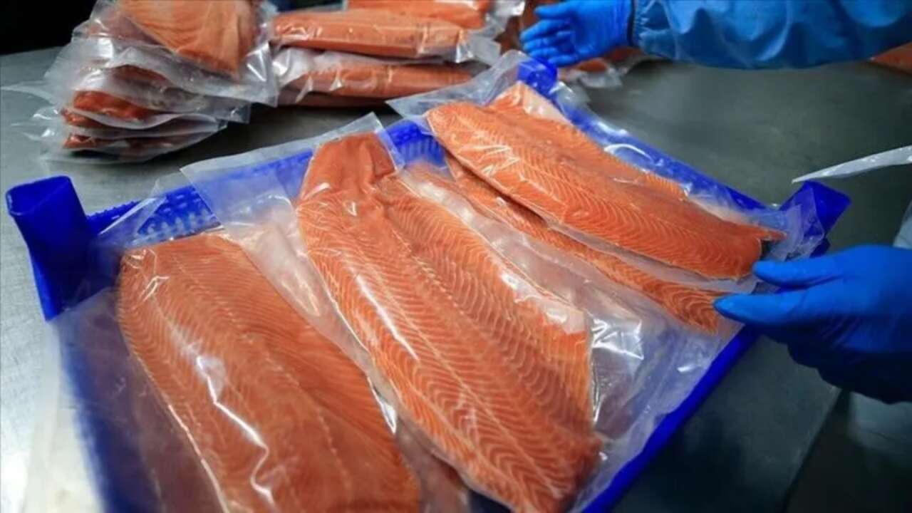 Türk somonunda ilk yarı ihracatı 201,8 milyon doları buldu