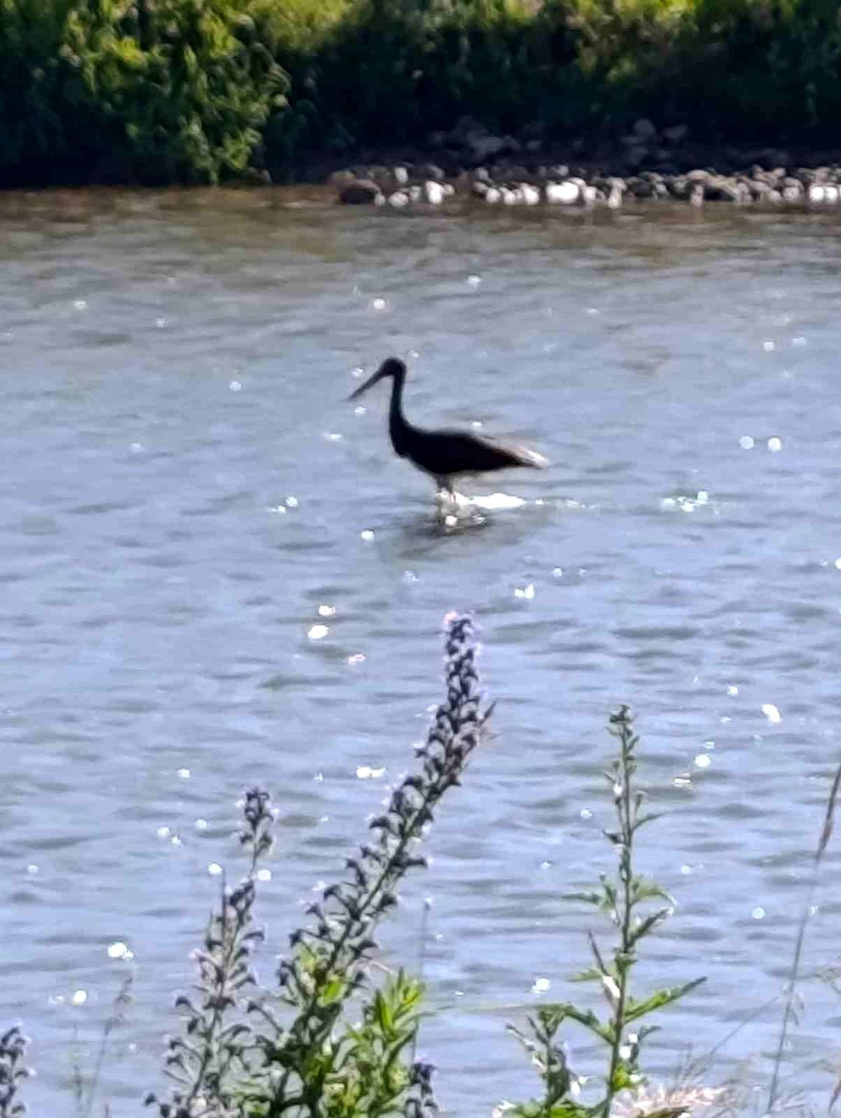 Çoruh Nehri'nde balık avlayan kara leylek kamerada