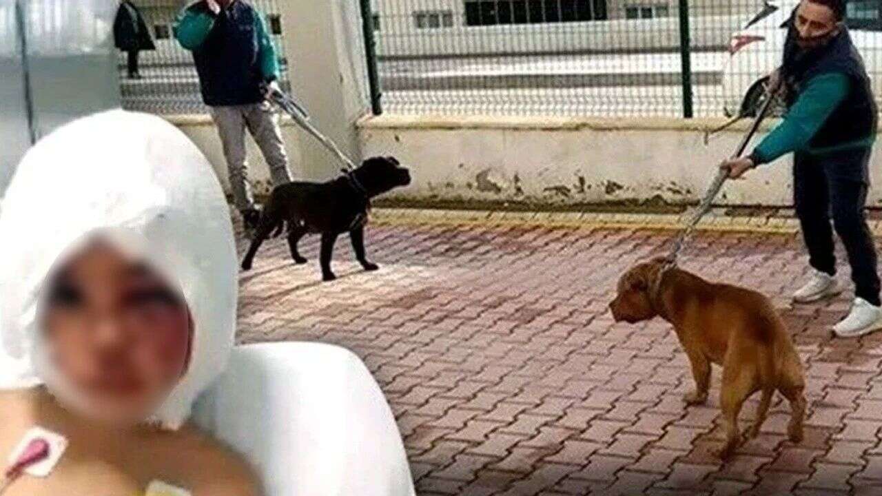 4 yaşındaki Asiye'yi yaralayan pitbull silah sayıldı