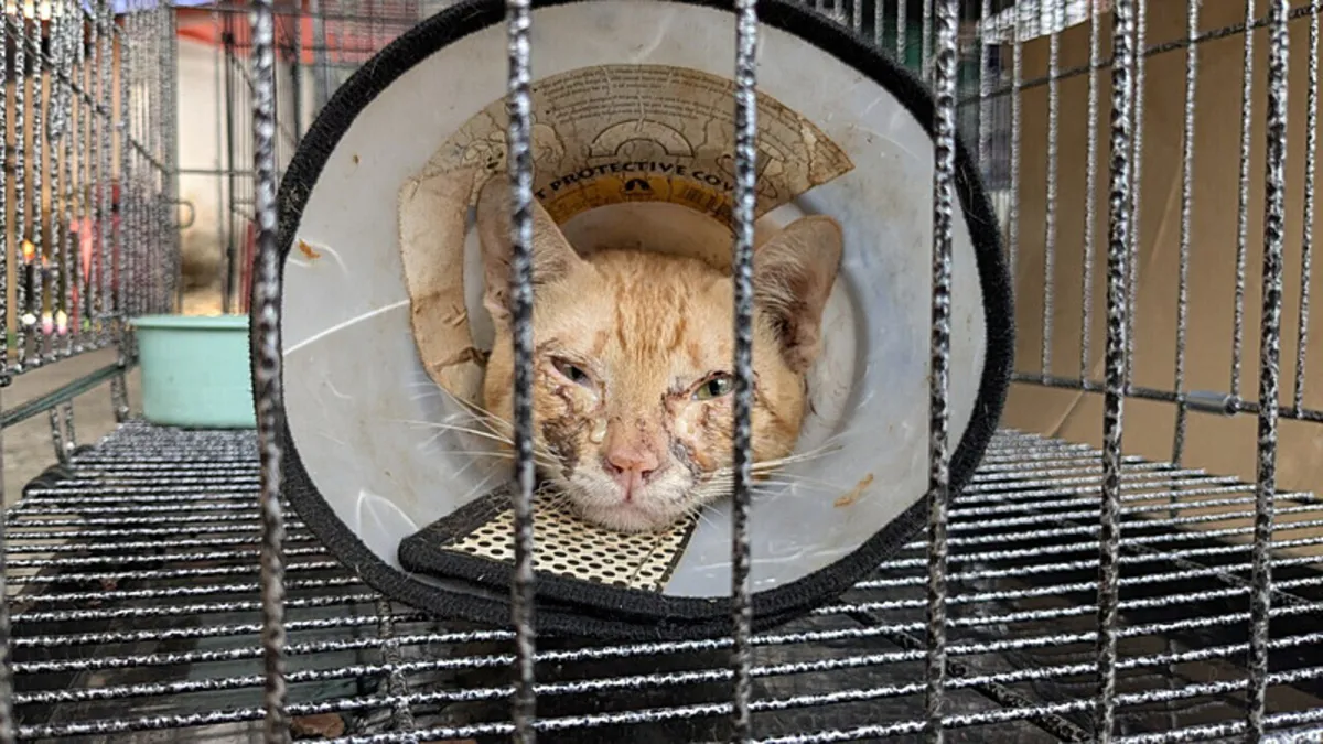 Tam 3 yıldır kesmek için kedi çalıyorlarmış! 420 kedi böyle kurtarıldı: İtiraflarını duyanların kanı dondu
