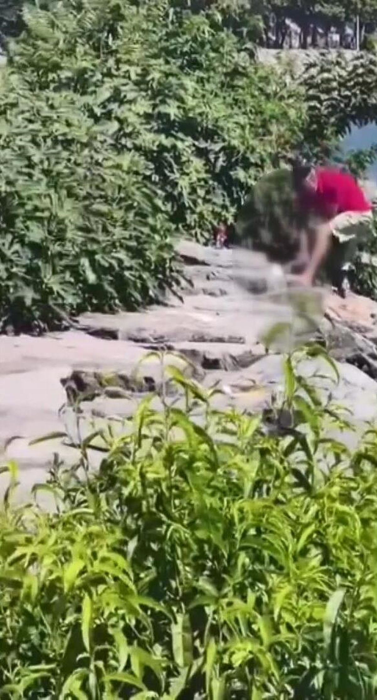 Avcılar'da köpeğe şiddet uygulayan şüpheli tutuklandı