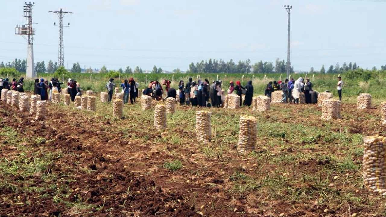 Adana'da hasadı başladı: Tarlada kilosu 30 liradan 30 liraya kadar düştü