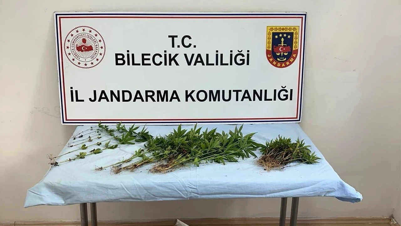 Ormanlık alana ektiği kenevirleri sularken suçüstü yakalandı