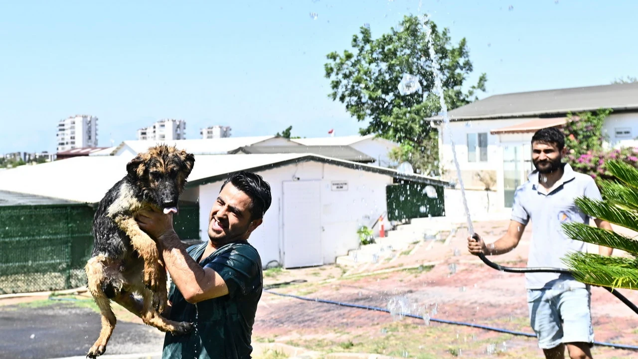 Muratpaşa’dan patili dostlara serin dokunuş