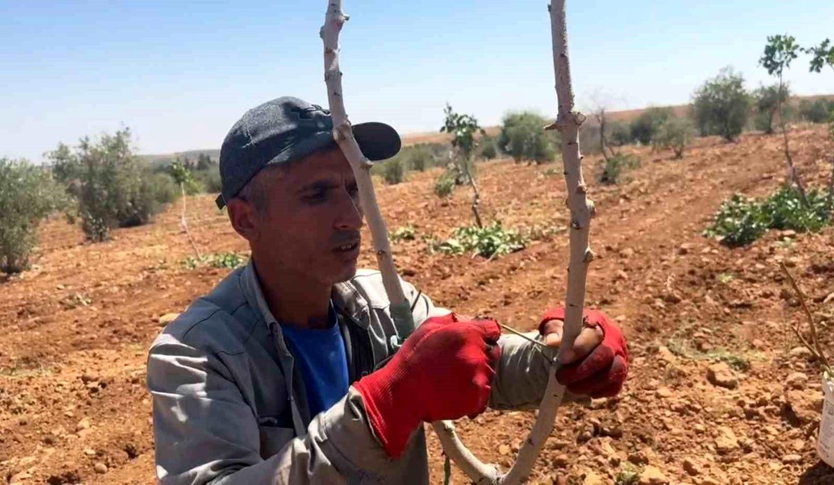 Şanlıurfa'da fıstık aşılama dönemi başladı