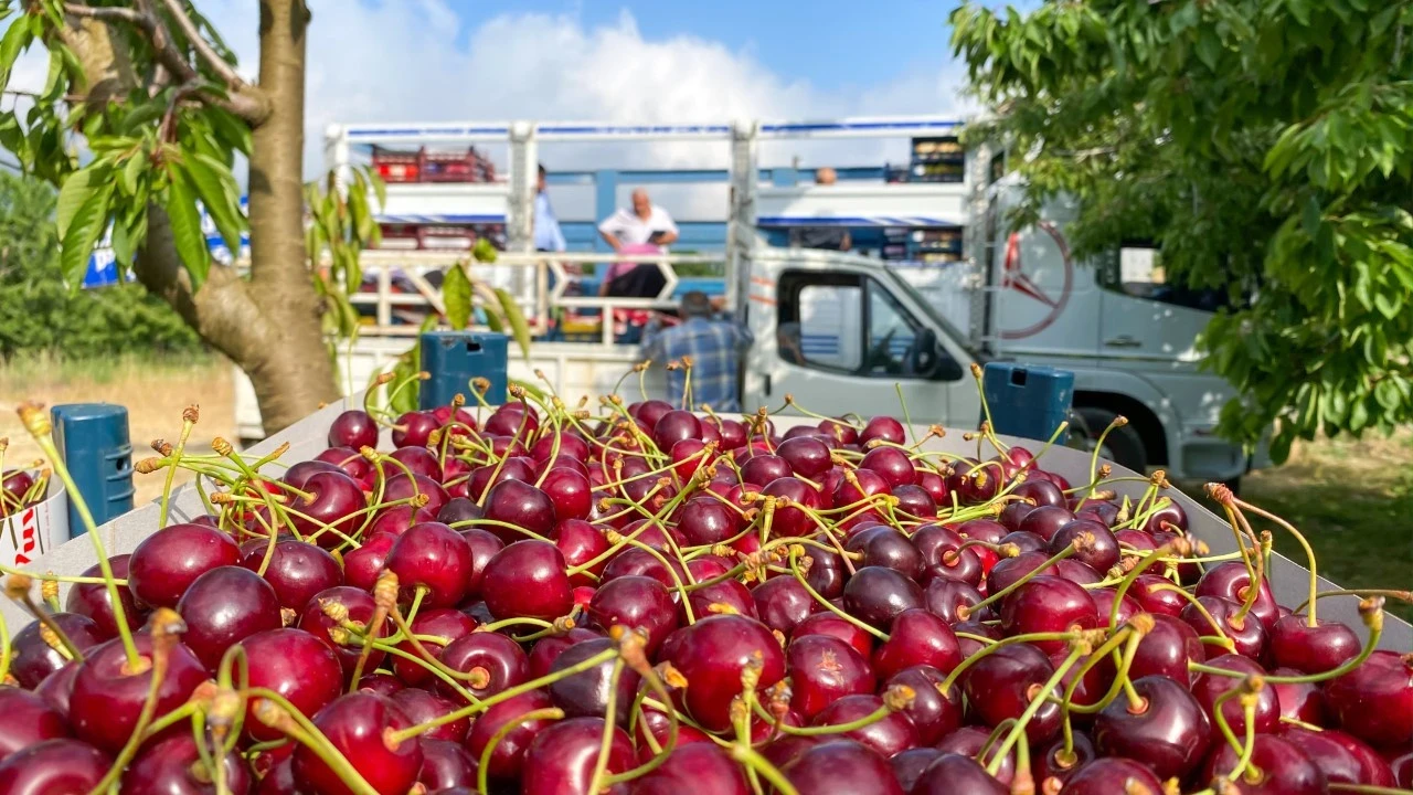 Aroması Türkiye'de tek: Yüzde 80'i Almanya'ya gidiyor