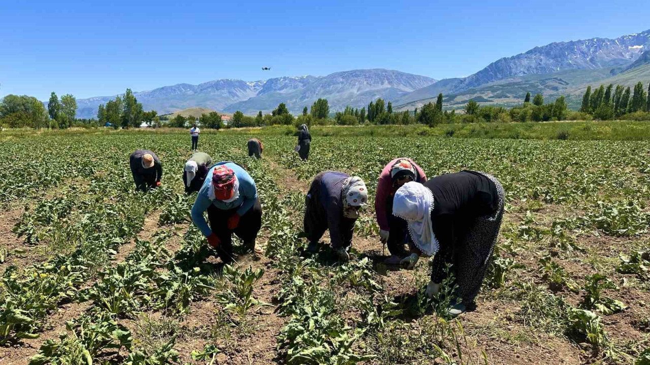 Erzincan'da kadın işçilerin şeker pancarı mesaisi başladı