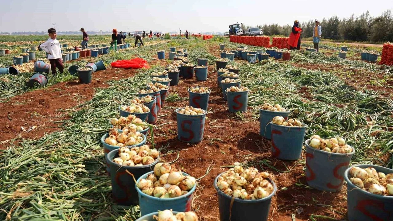 Soğanın fiyatı 10 günde 18 TL’den 30 TL’ye çıktı