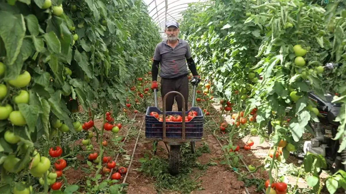 Tarlada 25, markette ise 150 liraya satılıyor! Antalya'da hasat başladı: Rusya ve Ukrayna kapış kapış alıyor!