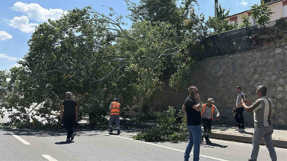 Eskişehir'de kavak ağacı devrildi: Ölen ya da yaralanan yok