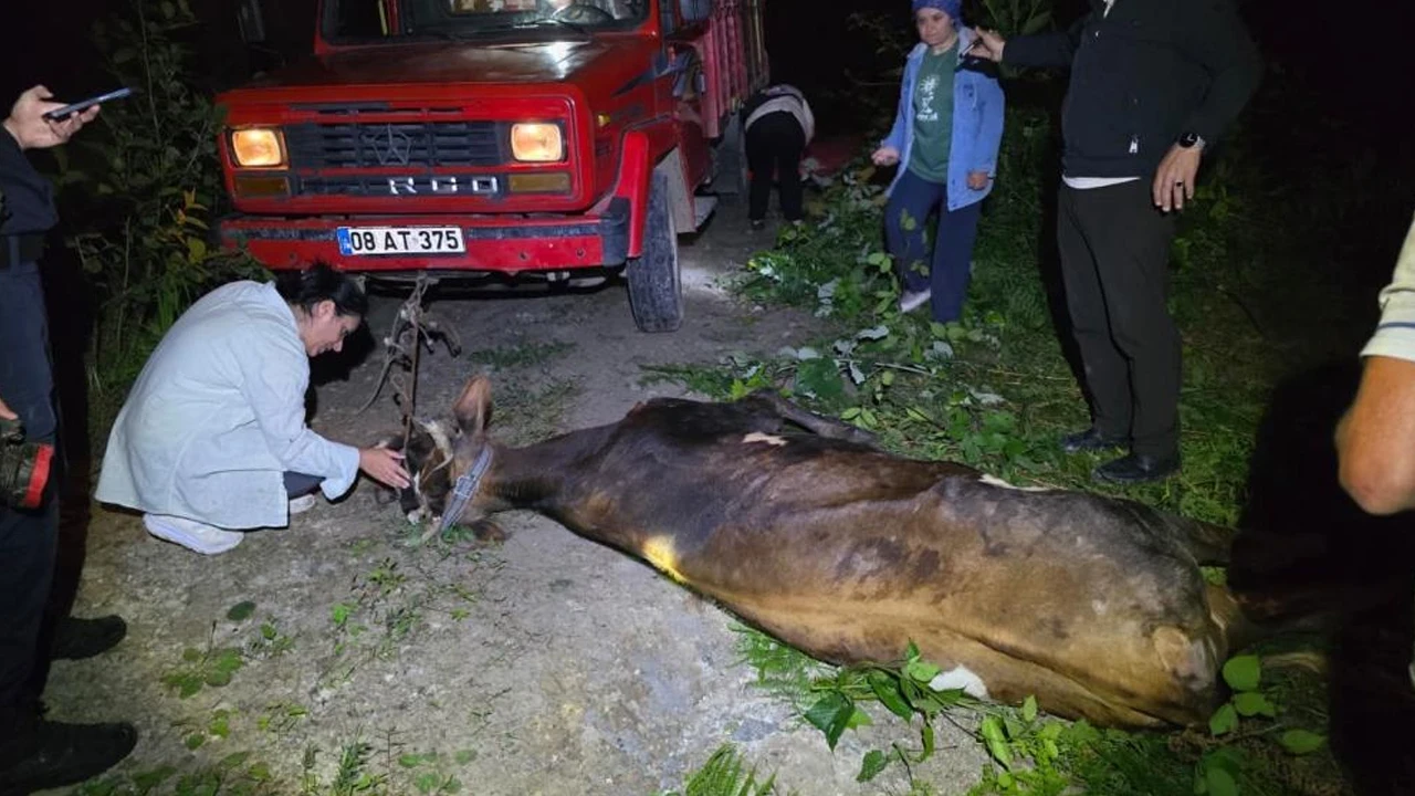 Artvin'de uçuruma düşen inek ekiplerin 2 saatlik çalışmasıyla kurtarıldı