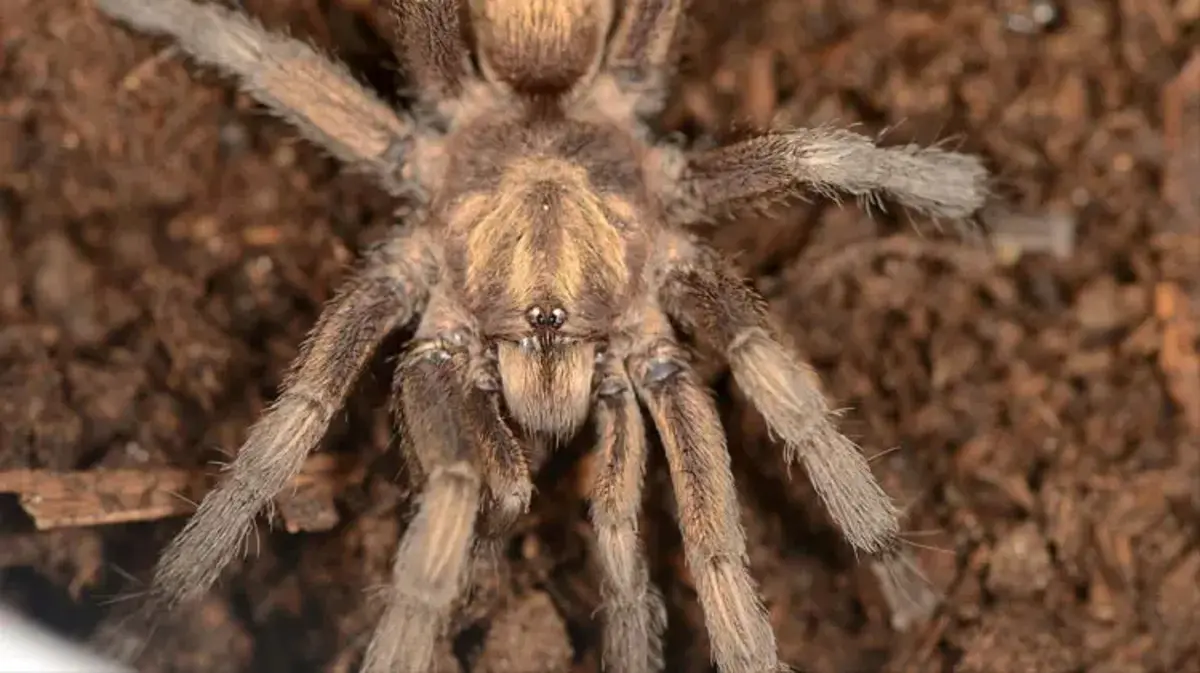 Bafa Gölü'nde keşfedilen Türkiye'nin yeni tarantula türü tescillendi