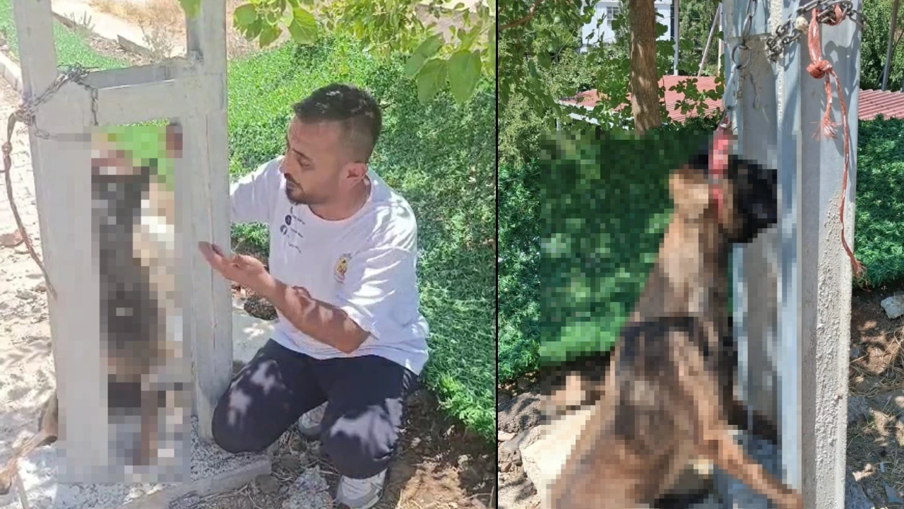 Kan donduran vahşet! Evin avlusundan çalınan köpek elektrik direğine asıldı