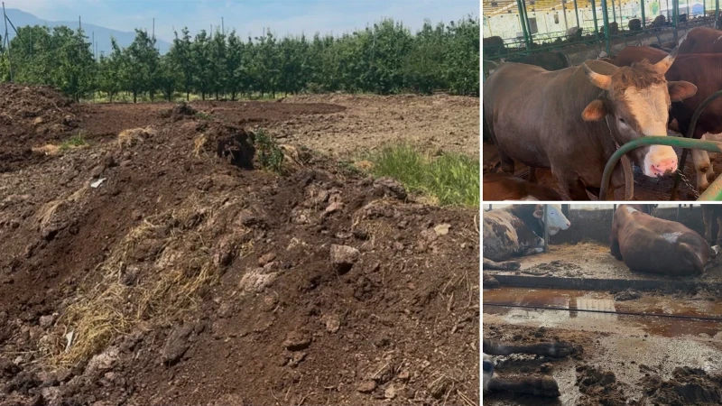 5 bin liraya işçi bulamıyorlar: 6 tonu sadece 3 bin lira çiftçinin yeni gözdesi