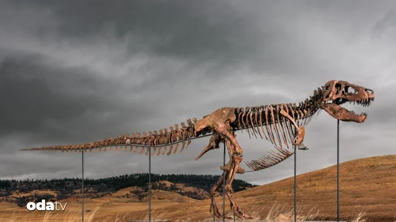 Dinozor fosiline servet ödendi