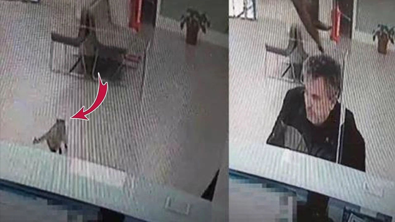 Bankada eşi benzeri görülmemiş kedi vakası!