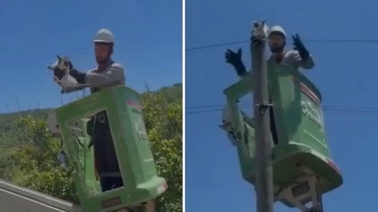 Amasya'da elektrik direğinde mahsur kalan kedi kurtarıldı