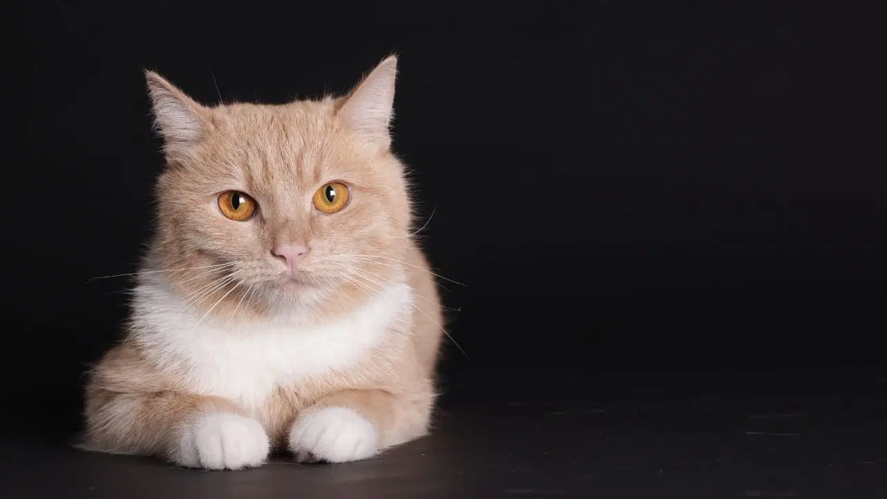 Kedilerle iletişim kurmanın gizli şifresi çözüldü: 'Kedi gibi' gülümseyin!
