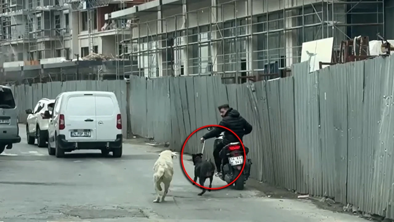 Seyrantepe’de utanç verici anlar: Can dostuna yaptığının bedelini ödedi