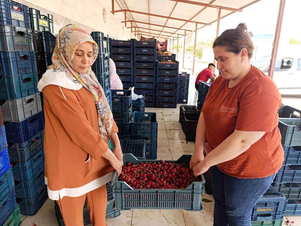 25 yıl önce dikilen kiraz fidanları Selendi'yi Avrupa'ya taşıdı