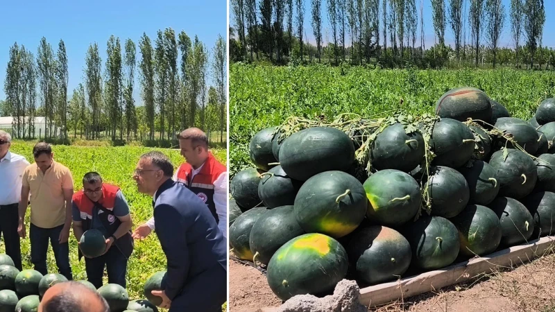Iğdır’da 7 bin dekar alanda üretilen karpuzda 30 bin ton rekolte beklentisi