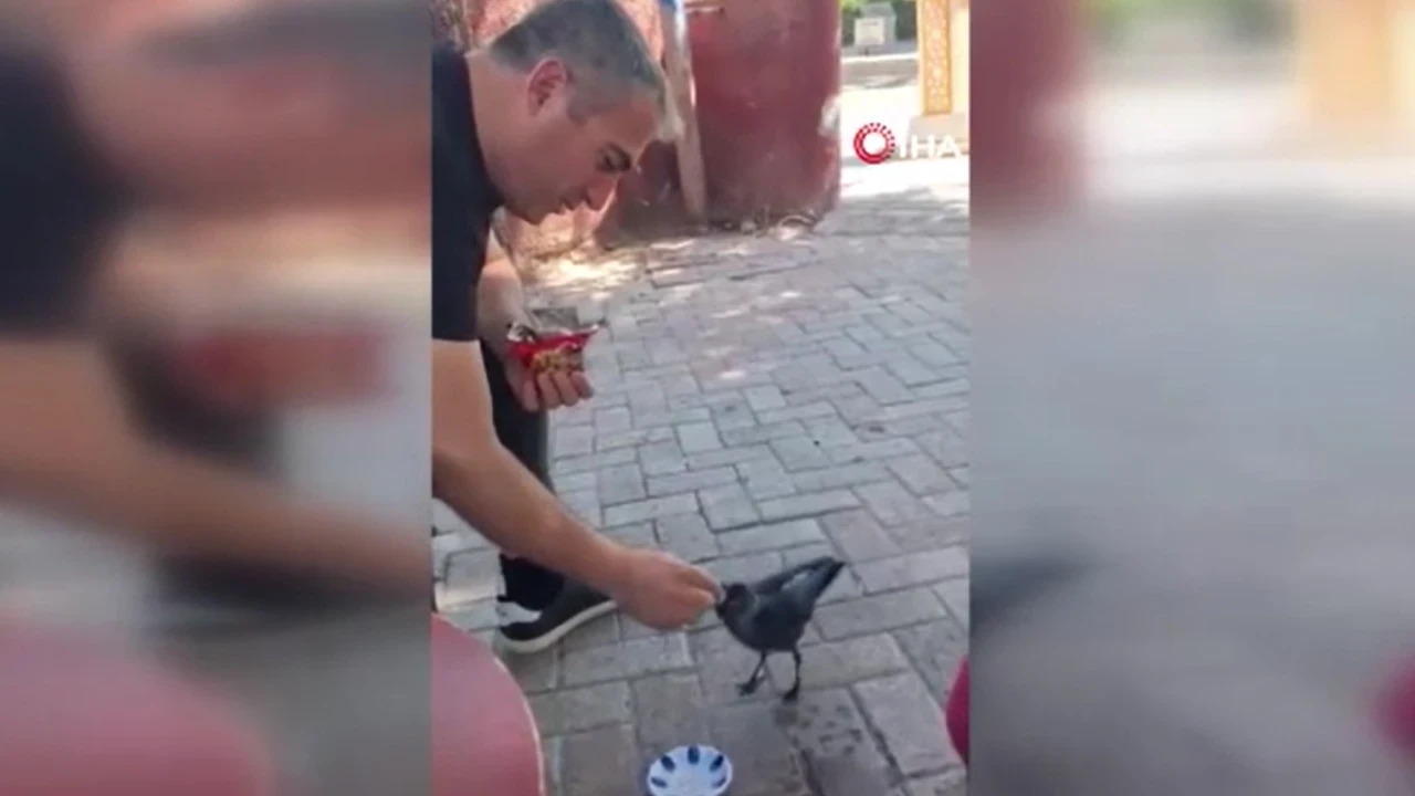 Elazığ’da insanlık dersi: Elleriyle bitkin düşen kargayı besledi