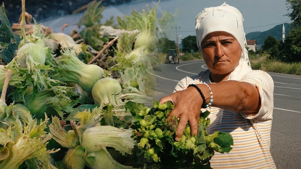 Fındık sezonu başladı, tezgahlarda vatandaşlarla buluştu