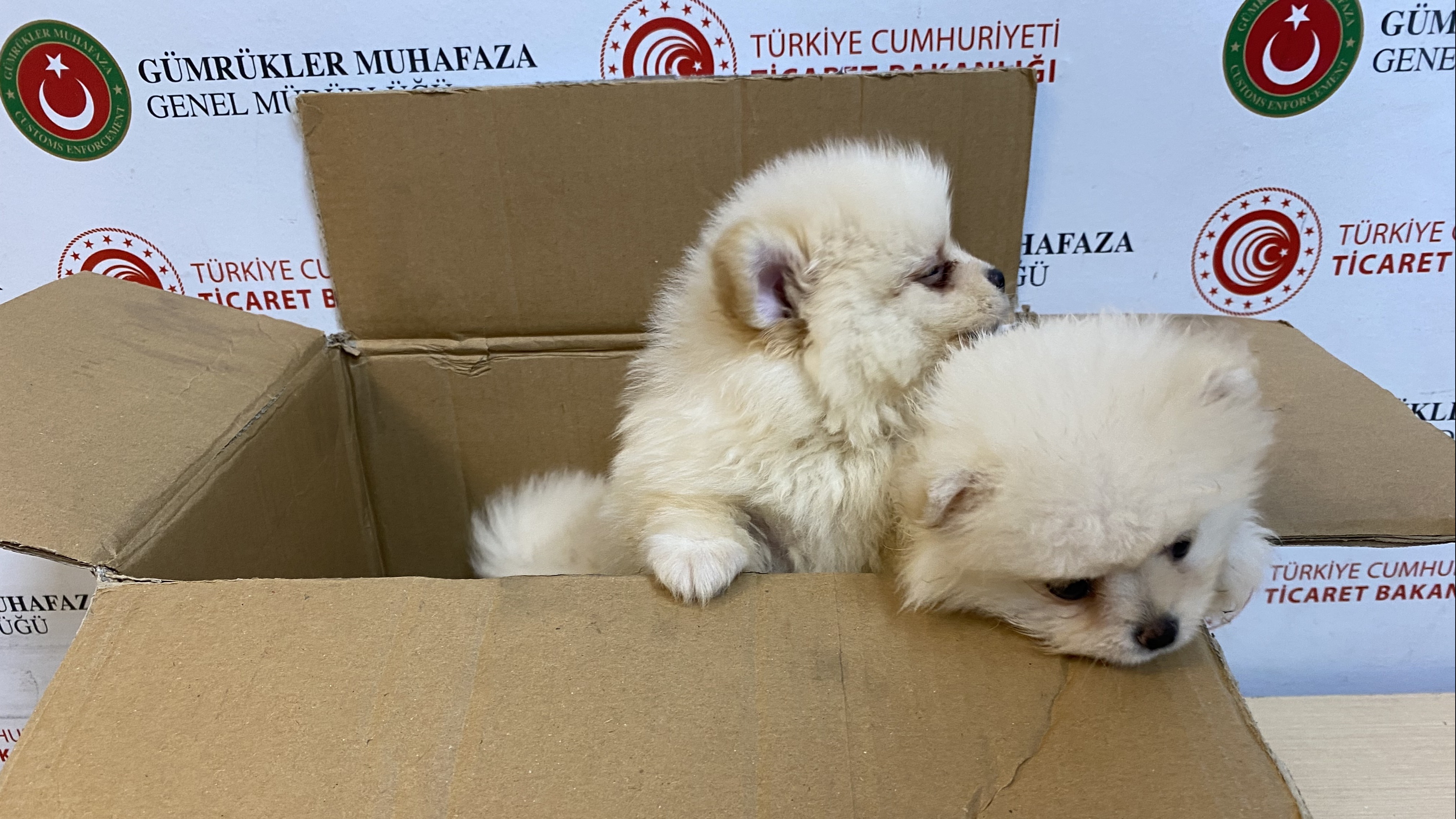 Piyasa değerleri tam 472 bin lira! Kapıkule'de yakalandılar