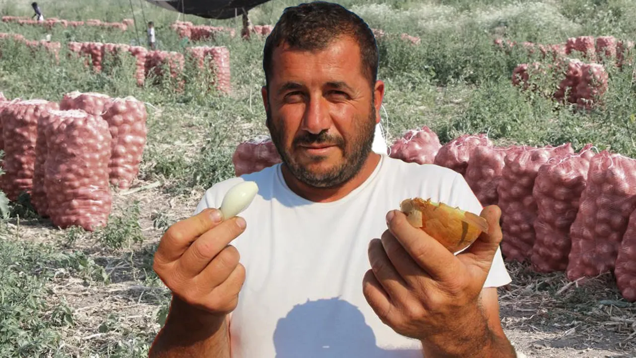 Bir dönem 'kırmızı altın' olarak anılıyordu! Şimdi kilosu bir bardak çaydan ucuz