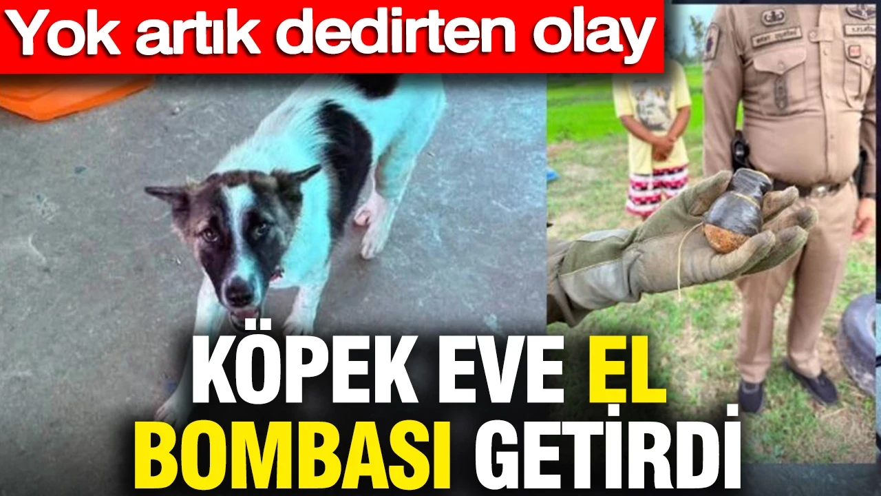 Köpek eve el bombası getirdi: Yok artık dedirten olay