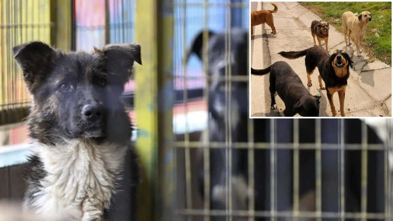 Sokak köpekleri için düğmeye basıldı: Bakan Çiftçi 81 ile talimat verdi
