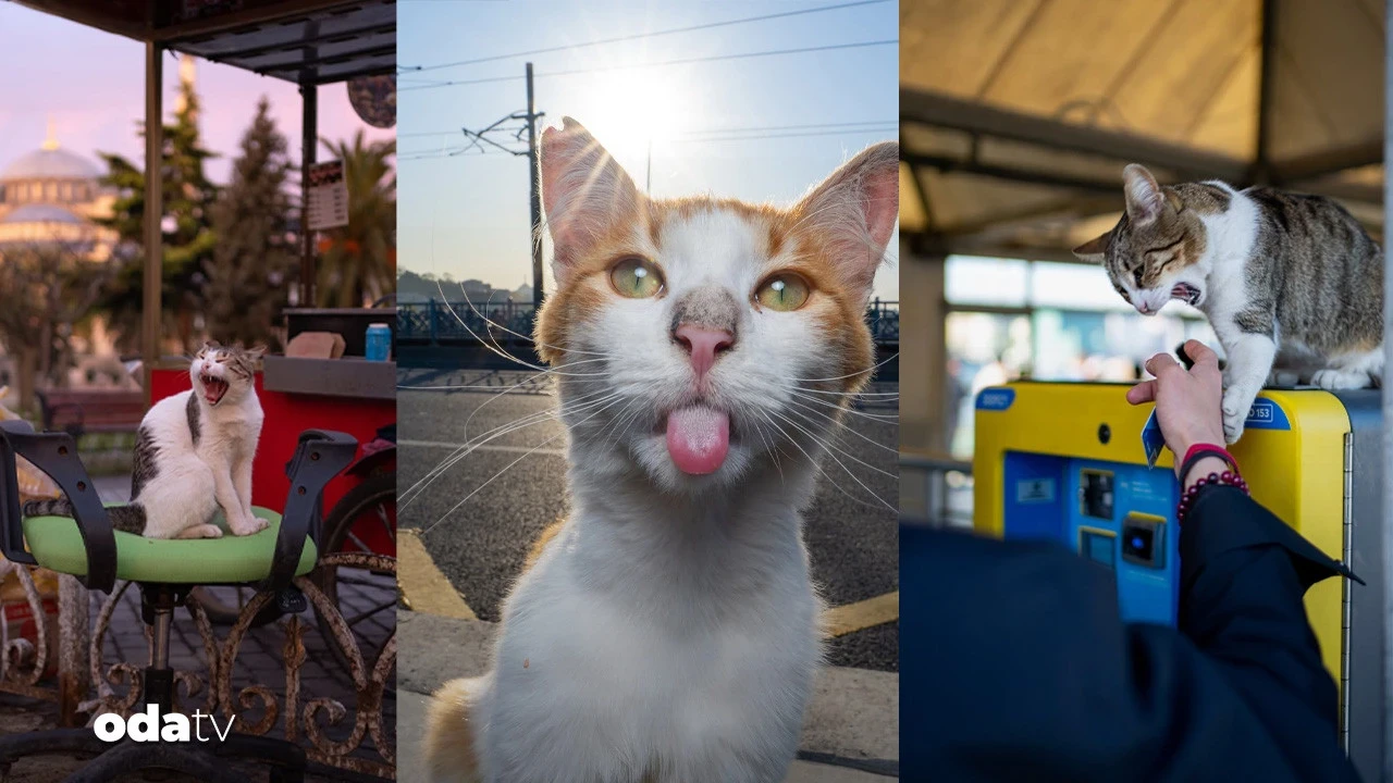 Sokak sokak gezen kedi fotoğrafçısı İstanbul’a doyamadı