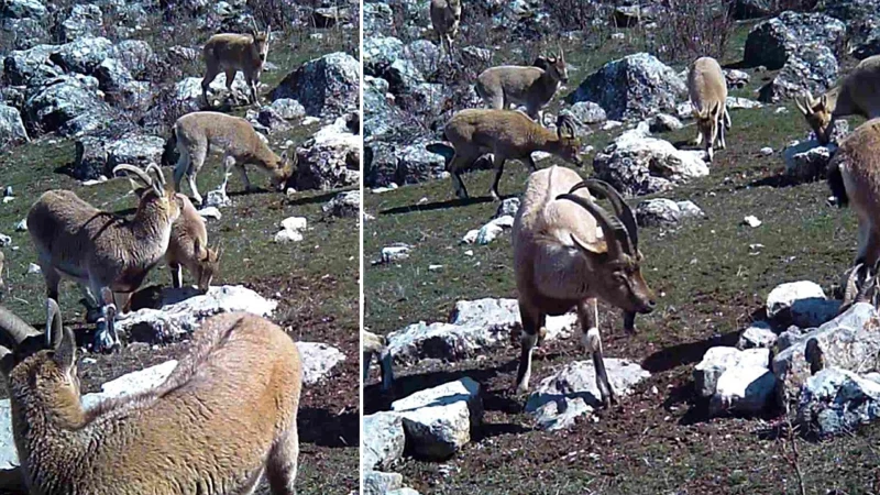 Munzur’un sessiz misafirleri: Fotokapanla böyle görüntülendi